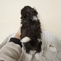 AKC Boyd Chocolate Liver, a male Shih Tzu for sale in Algonquin, IL – Photo 6 of 10