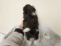 AKC Boyd Chocolate Liver, a male Shih Tzu for sale in Algonquin, IL – Photo 6 of 10