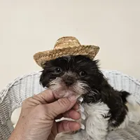 AKC Boyd Chocolate Liver, a male Shih Tzu for sale in Algonquin, IL – Photo 8 of 10