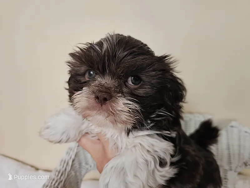 AKC Boyd Chocolate Liver