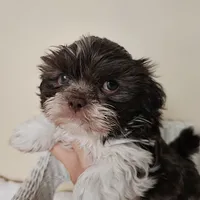 AKC Boyd Chocolate Liver, a male Shih Tzu for sale in Algonquin, IL – Photo 1 of 10