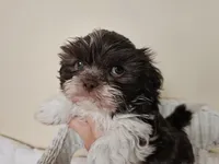 AKC Boyd Chocolate Liver, a male Shih Tzu for sale in Algonquin, IL – Photo 1 of 10
