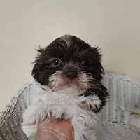 AKC Boyd Chocolate Liver, a male Shih Tzu for sale in Algonquin, IL – Photo 9 of 10