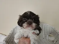 AKC Boyd Chocolate Liver, a male Shih Tzu for sale in Algonquin, IL – Photo 9 of 10