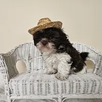 AKC Boyd Chocolate Liver, a male Shih Tzu for sale in Algonquin, IL – Photo 10 of 10