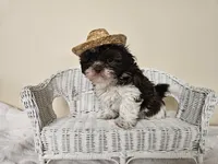 AKC Boyd Chocolate Liver, a male Shih Tzu for sale in Algonquin, IL – Photo 10 of 10