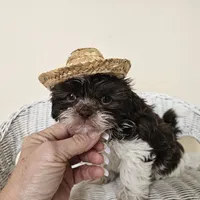 AKC Boyd Chocolate Liver, a male Shih Tzu for sale in Algonquin, IL – Photo 3 of 10