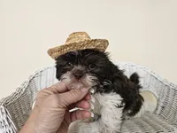 AKC Boyd Chocolate Liver, a male Shih Tzu for sale in Algonquin, IL – Photo 3 of 10