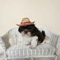 AKC Boyd Chocolate Liver, a male Shih Tzu for sale in Algonquin, IL – Photo 4 of 10