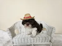 AKC Boyd Chocolate Liver, a male Shih Tzu for sale in Algonquin, IL – Photo 4 of 10