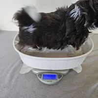 AKC Boyd Chocolate Liver, a male Shih Tzu for sale in Algonquin, IL – Photo 7 of 10