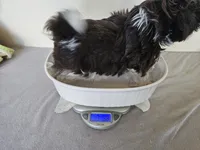 AKC Boyd Chocolate Liver, a male Shih Tzu for sale in Algonquin, IL – Photo 7 of 10