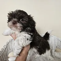 AKC Boyd Chocolate Liver, a male Shih Tzu for sale in Algonquin, IL – Photo 2 of 10