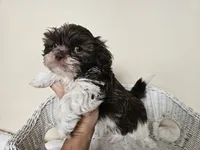 AKC Boyd Chocolate Liver, a male Shih Tzu for sale in Algonquin, IL – Photo 2 of 10