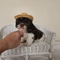 AKC Boyd Chocolate Liver, a male Shih Tzu for sale in Algonquin, IL – Photo 5 of 10