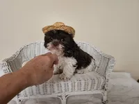 AKC Boyd Chocolate Liver, a male Shih Tzu for sale in Algonquin, IL – Photo 5 of 10