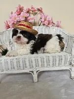 Gordon, a male Shih Tzu for sale in Algonquin, IL – 4 of 6