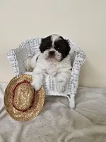 AKC Chubs Chocolate Parti, a male Shih Tzu for sale in Algonquin, IL – Photo 3 of 6