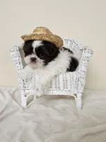 AKC Chubs Chocolate Parti, a male Shih Tzu for sale in Algonquin, IL – Photo 5 of 6