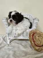 AKC Chubs Chocolate Parti, a male Shih Tzu for sale in Algonquin, IL – Photo 4 of 6