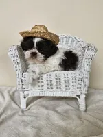 AKC Chubs Chocolate Parti, a male Shih Tzu for sale in Algonquin, IL – Photo 2 of 6