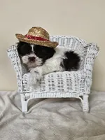 AKC Chubs Chocolate Parti, a male Shih Tzu for sale in Algonquin, IL – Photo 6 of 6