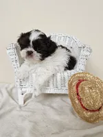 AKC Chubs Chocolate Parti, a male Shih Tzu for sale in Algonquin, IL – Photo 1 of 6