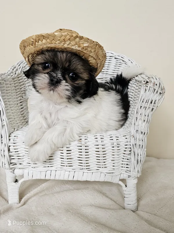 AKC Charlie Red Parti