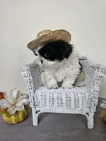 Chester, a male Shih Tzu for sale in Algonquin, IL – Photo 10 of 10