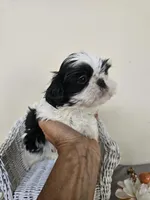 Chester, a male Shih Tzu for sale in Algonquin, IL – Photo 9 of 10