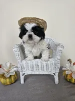 Chester, a male Shih Tzu for sale in Algonquin, IL – Photo 2 of 10