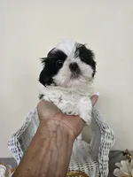 Chester, a male Shih Tzu for sale in Algonquin, IL – Photo 6 of 10