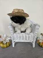 Chester, a male Shih Tzu for sale in Algonquin, IL – Photo 4 of 10