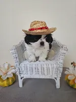 Chester, a male Shih Tzu for sale in Algonquin, IL – Photo 7 of 10