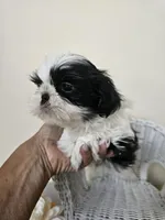 Chester, a male Shih Tzu for sale in Algonquin, IL – Photo 8 of 10