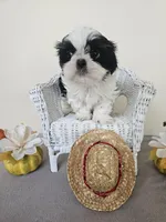 Chester, a male Shih Tzu for sale in Algonquin, IL – Photo 5 of 10