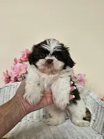 Gordon, a male Shih Tzu for sale in Algonquin, IL – 3 of 6