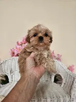 Goldie, a female Shih Tzu for sale in Algonquin, IL – 3 of 5