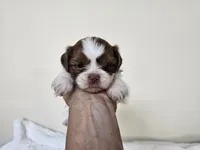 AKC Barney Liver Red Parti, a male Shih Tzu for sale in Algonquin, IL – Photo 2 of 5