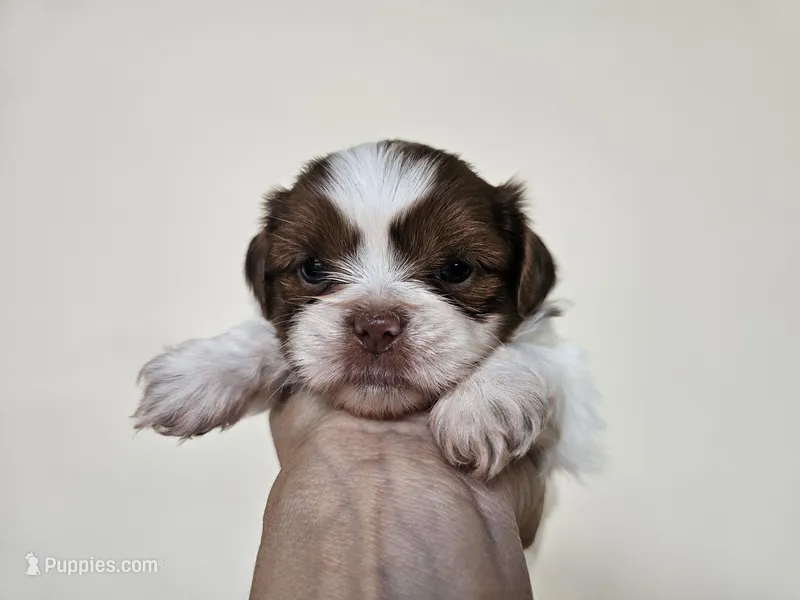 AKC Barney Liver Red Parti