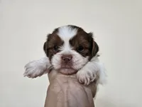 AKC Barney Liver Red Parti, a male Shih Tzu for sale in Algonquin, IL – Photo 1 of 5