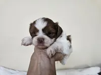 AKC Barney Liver Red Parti, a male Shih Tzu for sale in Algonquin, IL – Photo 4 of 5