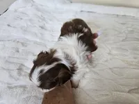 AKC Barney Liver Red Parti, a male Shih Tzu for sale in Algonquin, IL – Photo 5 of 5