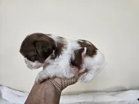 AKC Barney Liver Red Parti, a male Shih Tzu for sale in Algonquin, IL – Photo 3 of 5