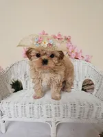 Goldie, a female Shih Tzu for sale in Algonquin, IL – 2 of 5