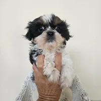 AKC Dallas Dobie Parti, a male Shih Tzu for sale in Algonquin, IL – Photo 3 of 10