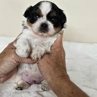 AKC Dallas Dobie Parti, a male Shih Tzu for sale in Algonquin, IL – Photo 8 of 10