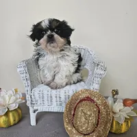 AKC Dallas Dobie Parti, a male Shih Tzu for sale in Algonquin, IL – Photo 2 of 10