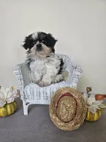 AKC Dallas Dobie Parti, a male Shih Tzu for sale in Algonquin, IL – Photo 2 of 10