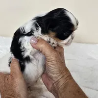 AKC Dallas Dobie Parti, a male Shih Tzu for sale in Algonquin, IL – Photo 9 of 10
